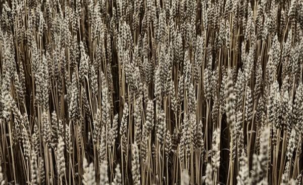 Photograph Marc Tule Wheat on One Eyeland